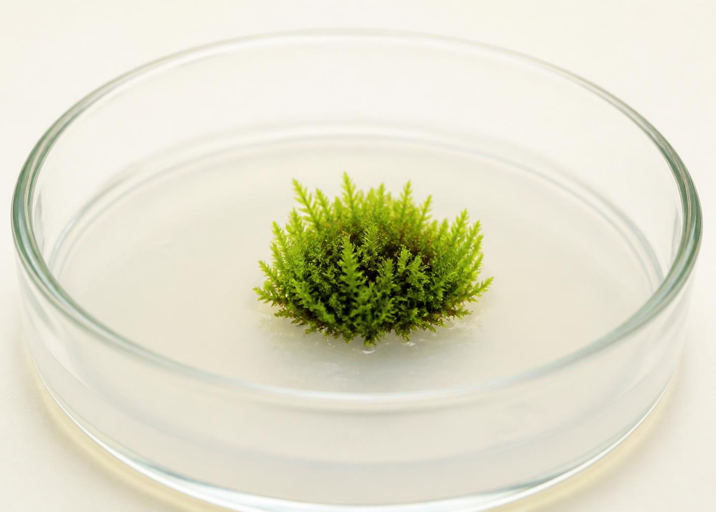 Cultivo in vitro de musgo en caja de Petri sobre medio de cultivo