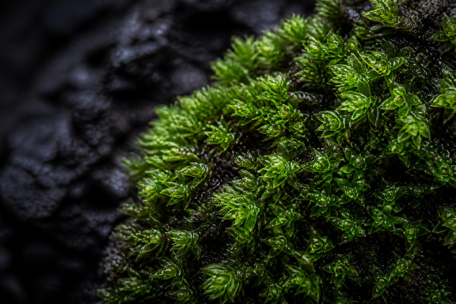 Fotografía macro de una colonia de musgo creciendo sobre sustrato rocoso