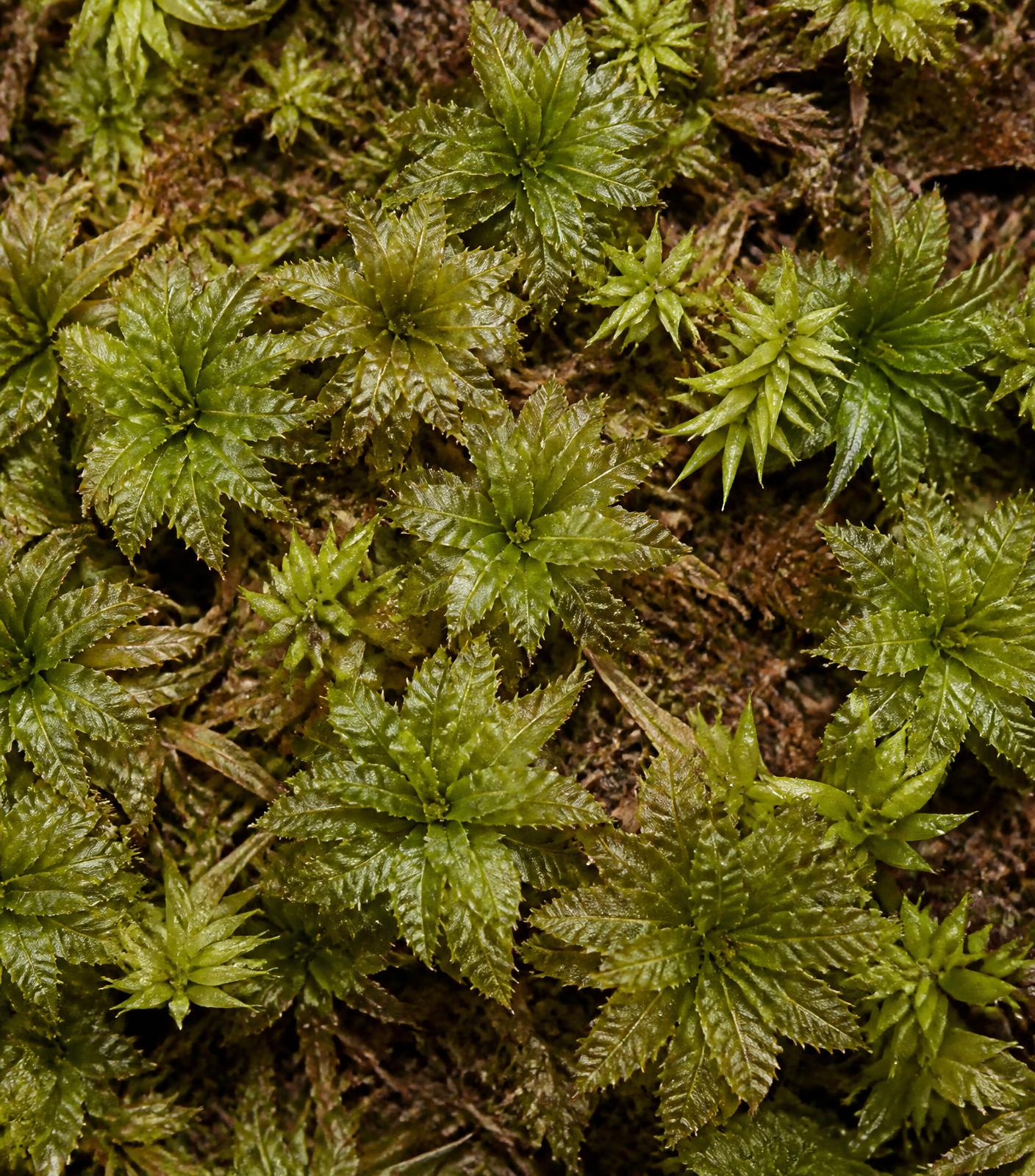 Detalle macro de gametófitos de musgo mostrando la textura de sus filidios